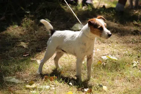Parson Russell Terrier  Chiot N°1 Budawang photo 2