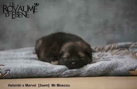 Eurasier  Mr Moscou Du Royaume D'Ebène