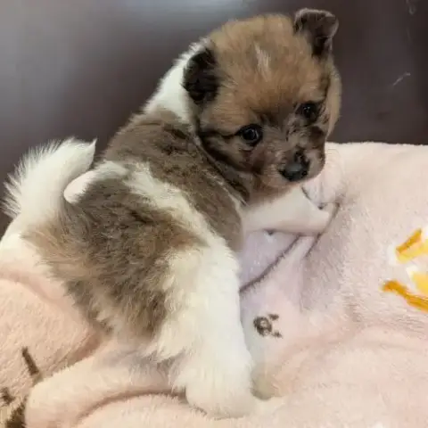A Réserver Chiot Spitz Allemand