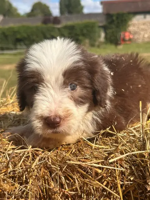 Bearded Collie  Brooke photo 3