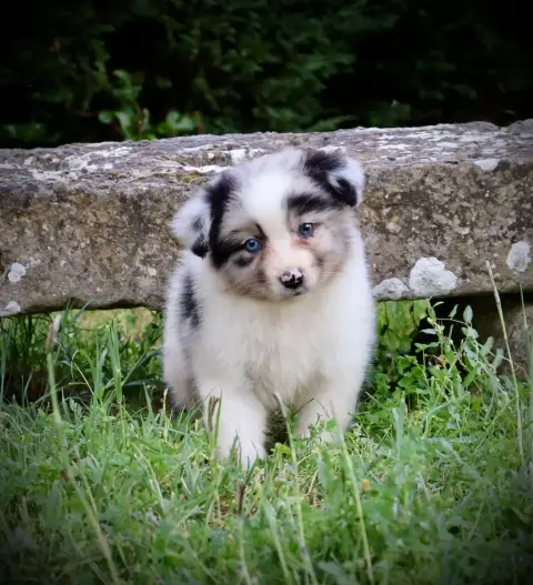 Berger Australien  Chiot N°4 Red Rock River