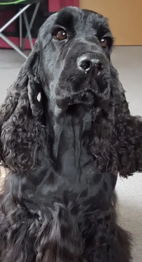 Cocker Spaniel Anglais  Chiot 3 Des Ours D'Eau photo 3