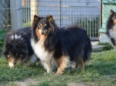 Shetland Sheepdog  Balto Blue Du Bois De Morchène photo 3