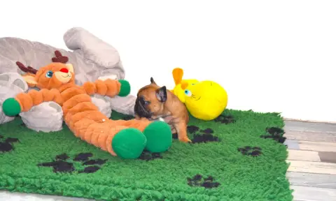 Bouledogue Français  Béa Des Dobs D'Arnoline photo 3
