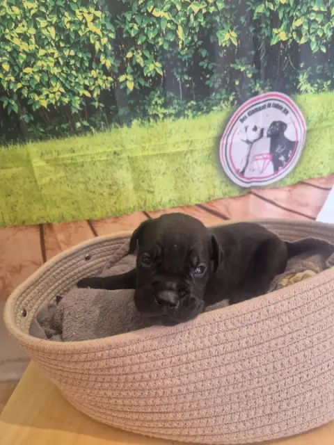 Cane Corso  Chiot N°3 Des Diamants Du Colisée Jcm photo 3