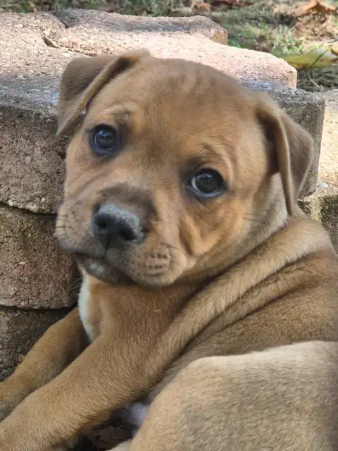 Staffordshire Bull Terrier 
                        B db7b0 photo 3