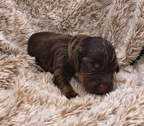 Cocker Spaniel Anglais  Buddy