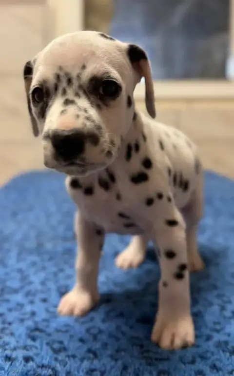 Dalmatien  Chiot N°6 Valma'S Signature
