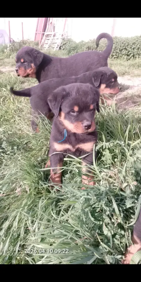 Rottweiler  Collier Bleu Des Gardiens De Malorius