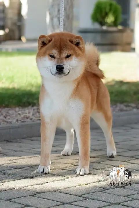 Shiba  Beans Des Roses De Charlemagne
