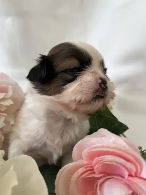 Shih Tzu  Berne Del Sole Splendente