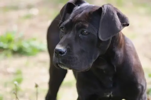 Cane Corso  Chiot 1 photo 2