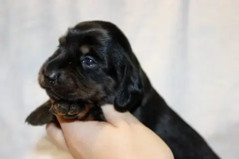 Teckel Poil Long  Chiot N°5 Of Moonlight Blue