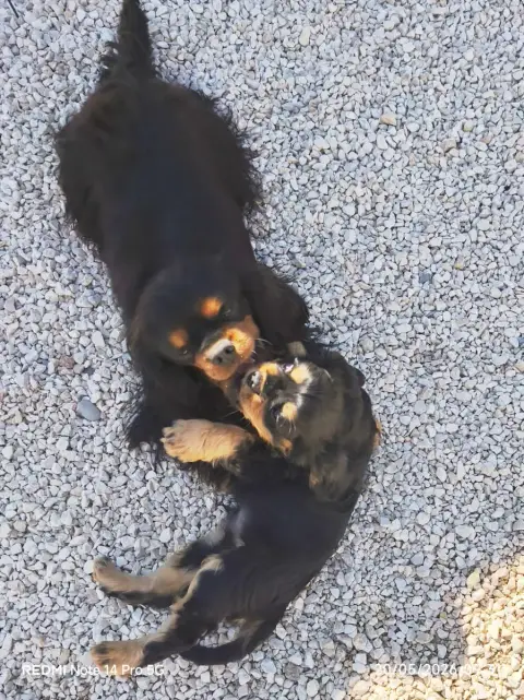 Cavalier King Charles Spaniel  Baku Des Heritiers De  cce83 photo 3