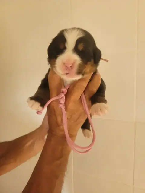 Bouvier Bernois  Collier Rose Pale Du Mas De La Fermi 4bf2e