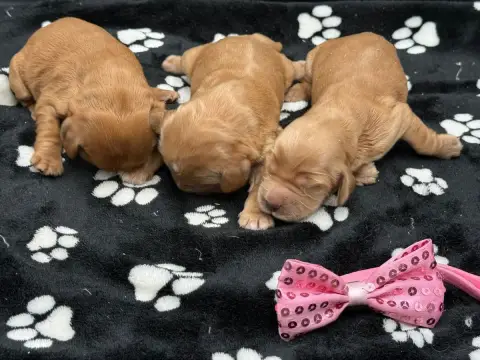 Cocker Spaniel Anglais  Chiot N°7 Des Joyaux Des Ki M 0e114