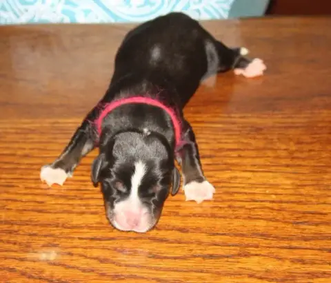 Grand Bouvier Suisse  Femelle Rose Du Logis De Sainte 70a31