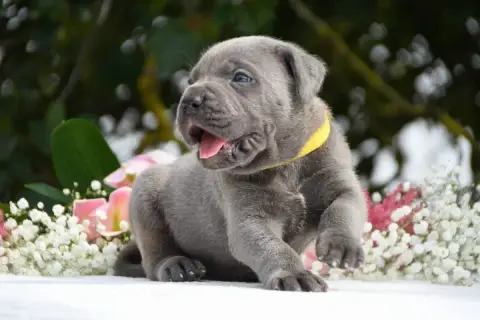 Cane Corso 
                        Collier Jaune I H bca43 photo 3