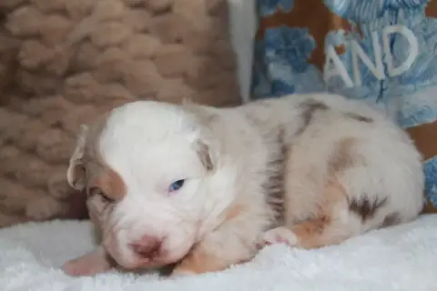 Berger Australien  Chiot N°1 Du Rêve Des Joyaux