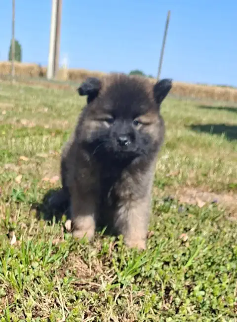 Eurasier  Beka Des Marais De Courmont photo 2