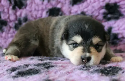 Chien Finnois De Laponie  Bjarni Oki De La Vallée D'A d0efa