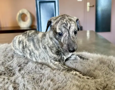 Whippet  Chiot N°1 Du Domaine Le Haut Blanc Mesnil