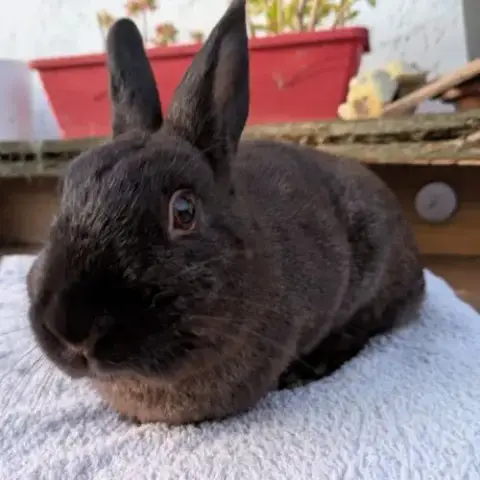Lapin Mâle, ~3 Ans