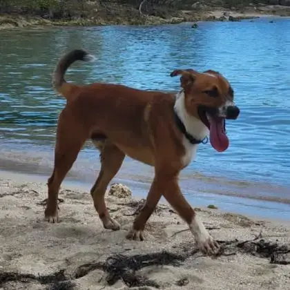 Aloka Le Beau Gosse Créole