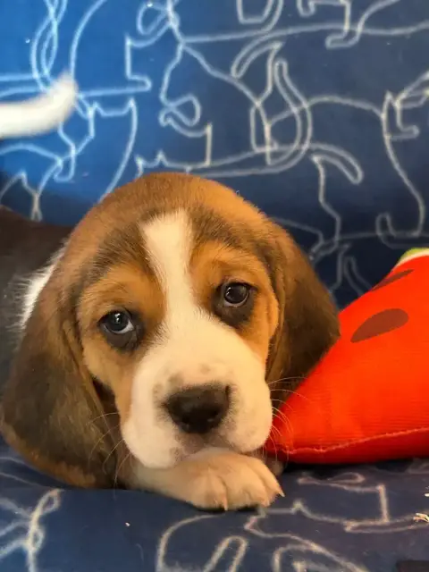 Beagle  Bombay Du Hameau De Roxane