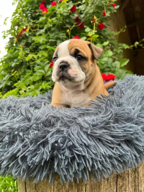 Bulldog Continental  Chiot 1 De La Truffe D’Acier photo 3