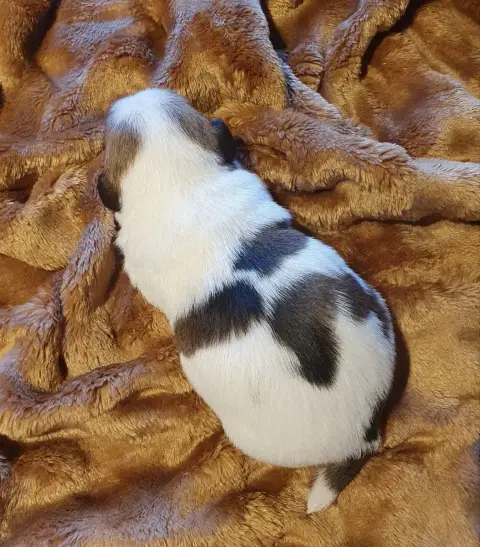 Jack Russell Terrier photo 2