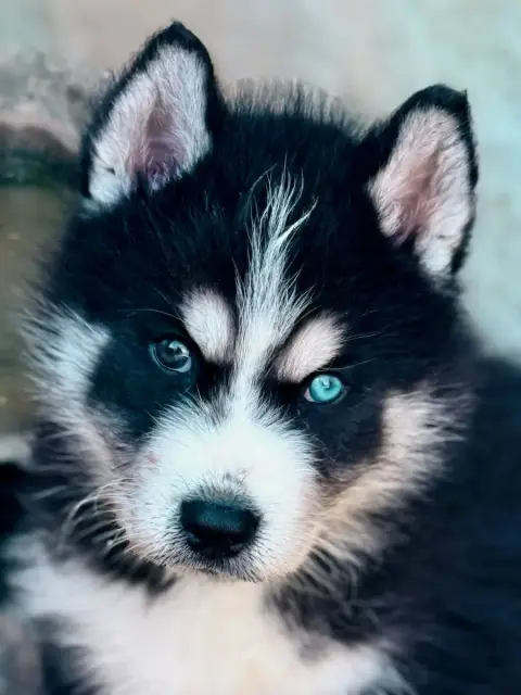 Siberian Husky  Chiot N°1 De Romane De La Fardelle