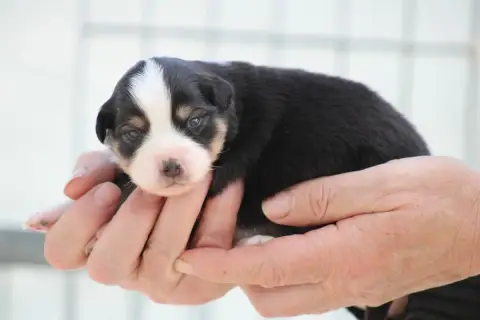Berger Américain Miniature  Chiot 1 Des Romarins De M 0b8ed