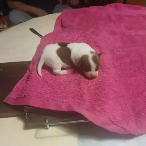 Vend Chiots Jack Russell