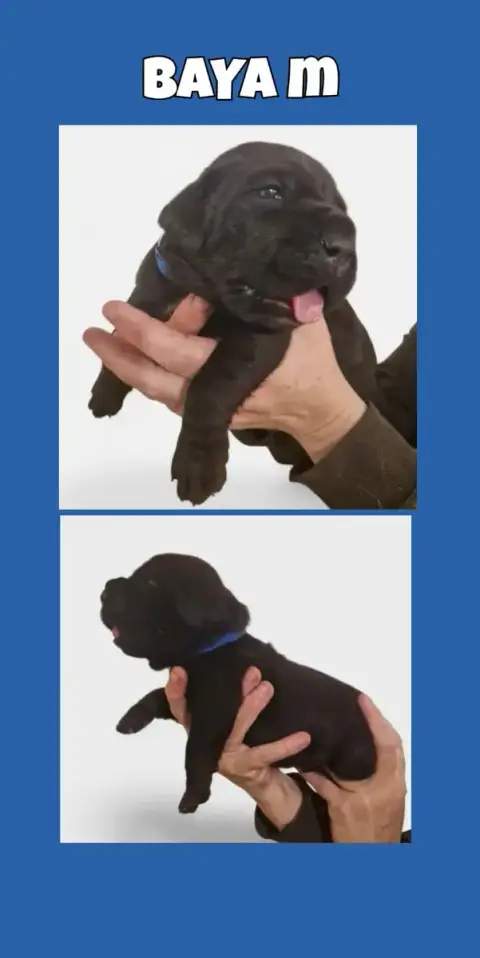 Cane Corso  Baya Cerberes Legend