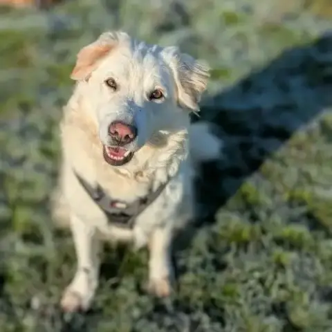 Leon Adoption Très Urgente