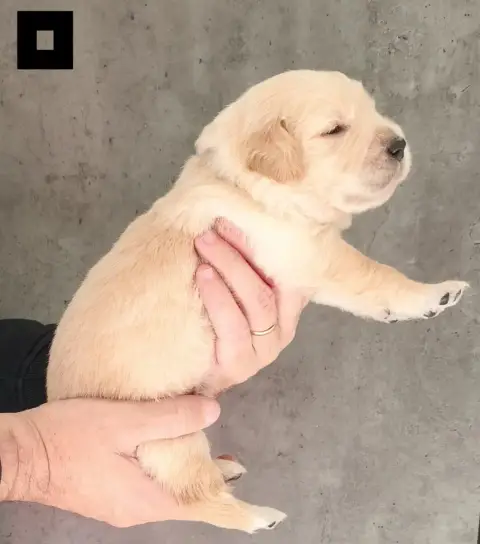 Golden Retriever  Bebop Des Bois Ronflants