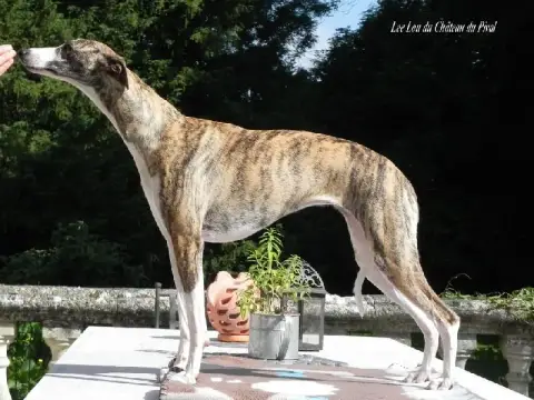 Whippet  Chiot N°4 Du Domaine Le Haut Blanc Mesnil photo 2