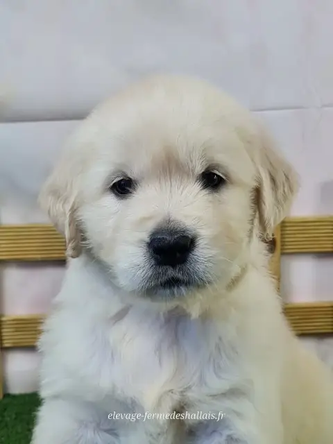 Golden Retriever  Bianca Du Mont De La Chenaie