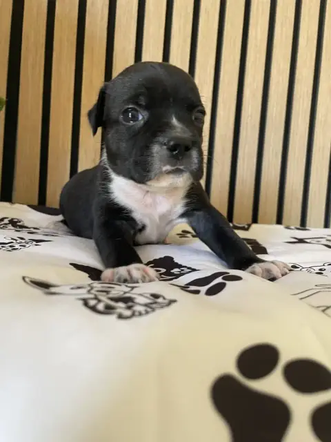 Staffordshire Bull Terrier  Chiot N°3 Of The Bubble S 02a67