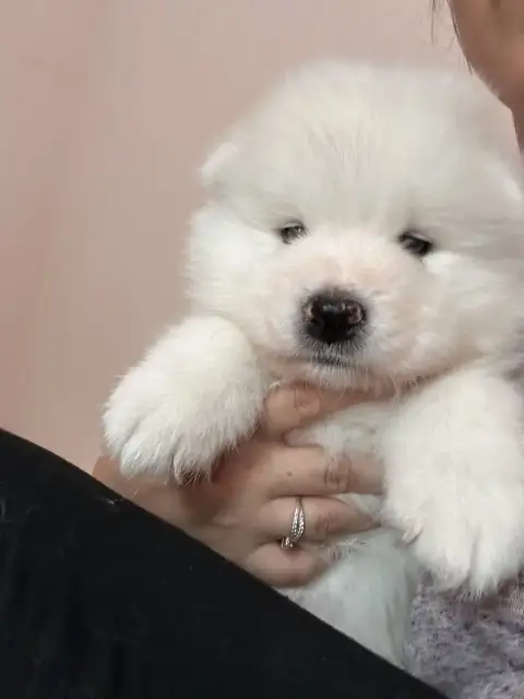 Samoyède  Chiot N°1