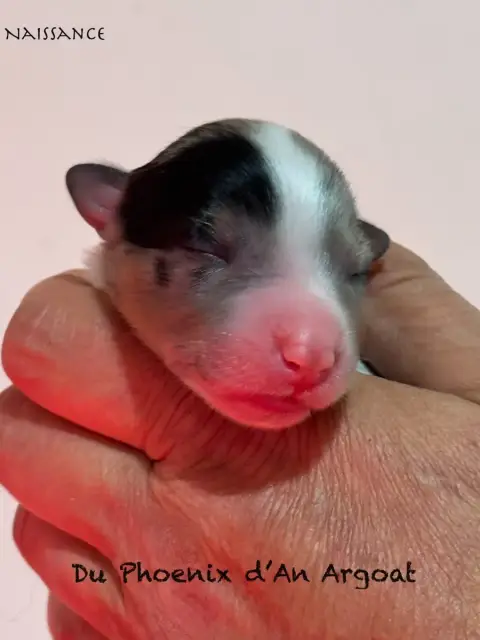 Berger Australien  Chiot 2 Du Phoenix D'An Argoat photo 2