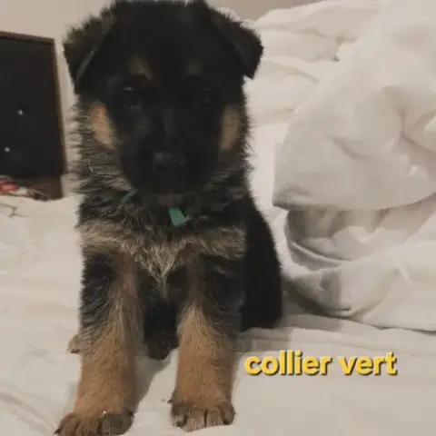 Magnifique Chiot