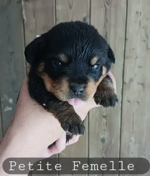 Rottweiler  Petite
