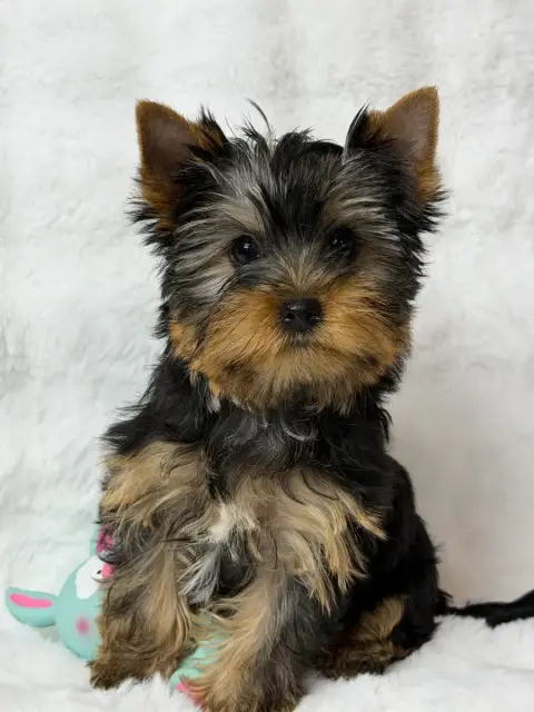 Yorkshire Terrier  Chiot 1 Du Moulin De Madjurie
