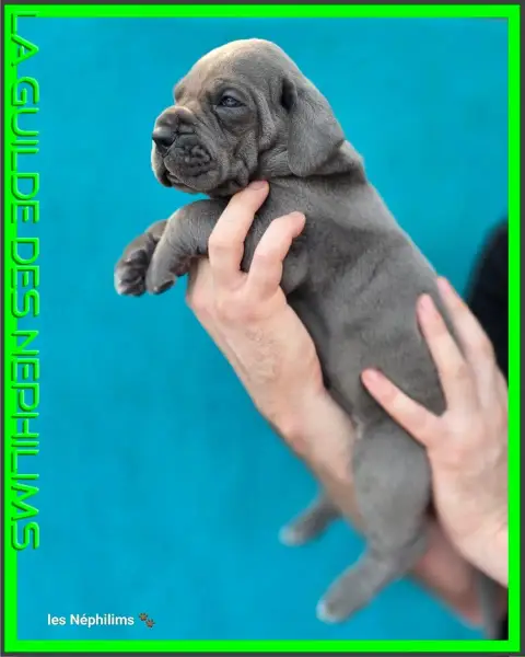 Dogue Allemand  Barneby For Ever De La Guilde Des Nép deb09 photo 3
