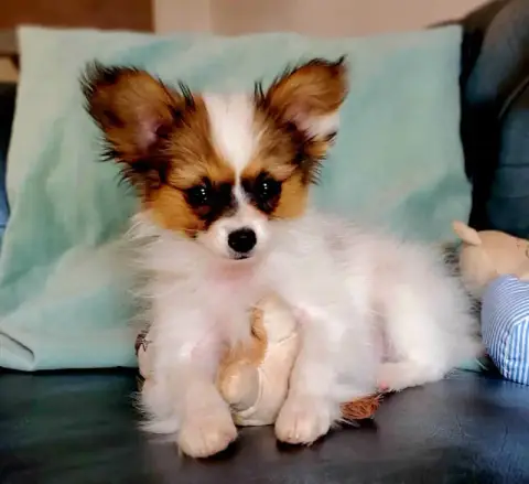 Epagneul Nain Continental (Papillon)  Chiot N°2 Beau  b67a8