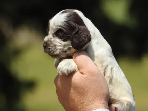 Cocker Spaniel Anglais 
                        Chiot 280d0 photo 2