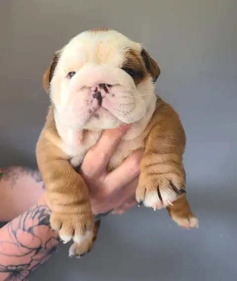 Bulldog Anglais  Bianca My Candy Love Bulldog