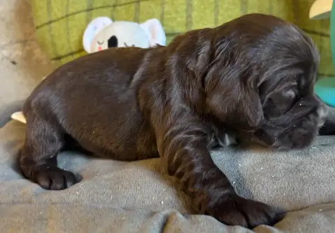 Cocker Spaniel Anglais  B..... Des Etangs De Dame Bla 4571c photo 2